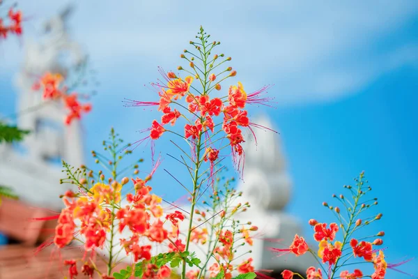 Κοντινό Πλάνο Λουλούδια Caesalpinia Pulcherrima Γνωστή Pride Barbados Κόκκινο Πουλί — Φωτογραφία Αρχείου