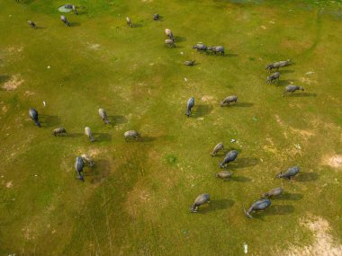 Top view Buffalo Vietnam, Long An province, standing on the riverbank with green grass. Scenery of Asian domestic animals. Large animals in the habitat.