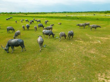 Top view Buffalo Vietnam, Long An province, standing on the riverbank with green grass. Scenery of Asian domestic animals. Large animals in the habitat.