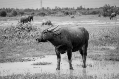 Buffalo Vietnam, Long An province, standing on the riverbank with green grass. Scenery of Asian domestic animals. Large animals in the habitat. Black and white concept