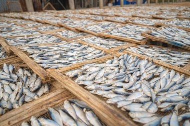 Top view fisherman in fishing village.They was drying fresh fish on a wooden grid for the market. Traditional dried Blue scaled herring fish drying on racks. Lifestyle concept.