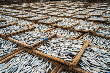 Top view fisherman in fishing village.They was drying fresh fish on a wooden grid for the market. Traditional dried Blue scaled herring fish drying on racks. Lifestyle concept.