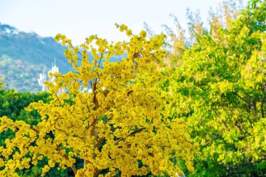 Ochna integerrima, Hoa Mai tree with lucky money. Traditional culture on Tet Holiday in Vietnam. Ochna integerrima is symbol of Vietnamese traditional lunar New Year together with peach flower.