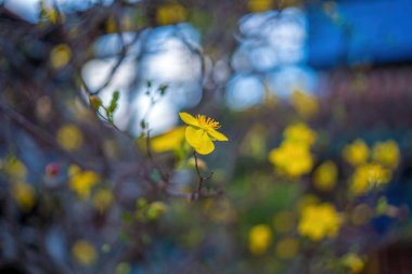 Ochna integerrima, Hoa Mai tree with lucky money. Traditional culture on Tet Holiday in Vietnam. Ochna integerrima is symbol of Vietnamese traditional lunar New Year together with peach flower.