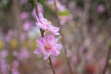 Colorful blossoms bloom in small village before Tet Festival, Vietnam Lunar Year.View of peach branches and cherry blossoms with Vietnamese food for Tet holiday in blurred background.