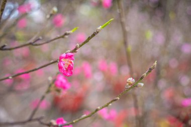 Colorful blossoms bloom in small village before Tet Festival, Vietnam Lunar Year.View of peach branches and cherry blossoms with Vietnamese food for Tet holiday in blurred background.