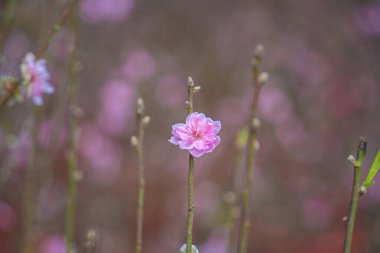 Colorful blossoms bloom in small village before Tet Festival, Vietnam Lunar Year.View of peach branches and cherry blossoms with Vietnamese food for Tet holiday in blurred background.