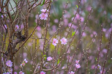 Colorful blossoms bloom in small village before Tet Festival, Vietnam Lunar Year.View of peach branches and cherry blossoms with Vietnamese food for Tet holiday in blurred background.