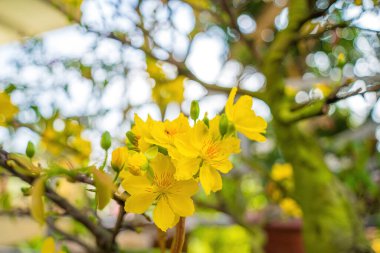 Ochna integerrima, Hoa Mai tree with lucky money. Traditional culture on Tet Holiday in Vietnam. Ochna integerrima is symbol of Vietnamese traditional lunar New Year together with peach flower.