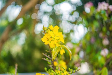 Ochna integerrima, Hoa Mai tree with lucky money. Traditional culture on Tet Holiday in Vietnam. Ochna integerrima is symbol of Vietnamese traditional lunar New Year together with peach flower.