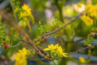 Ochna integerrima, Hoa Mai tree with lucky money. Traditional culture on Tet Holiday in Vietnam. Ochna integerrima is symbol of Vietnamese traditional lunar New Year together with peach flower.