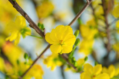 Ochna integerrima, Hoa Mai tree with lucky money. Traditional culture on Tet Holiday in Vietnam. Ochna integerrima is symbol of Vietnamese traditional lunar New Year together with peach flower.