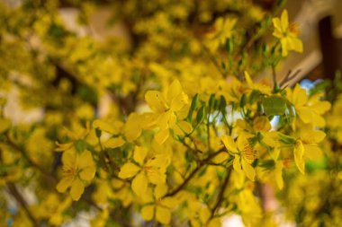 Ochna integerrima, Hoa Mai tree with lucky money. Traditional culture on Tet Holiday in Vietnam. Ochna integerrima is symbol of Vietnamese traditional lunar New Year together with peach flower.