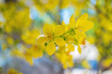 Ochna integerrima, Hoa Mai tree with lucky money. Traditional culture on Tet Holiday in Vietnam. Ochna integerrima is symbol of Vietnamese traditional lunar New Year together with peach flower.