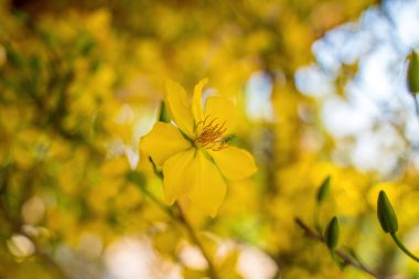 Ochna integerrima, Hoa Mai tree with lucky money. Traditional culture on Tet Holiday in Vietnam. Ochna integerrima is symbol of Vietnamese traditional lunar New Year together with peach flower.