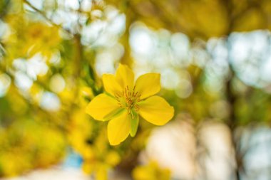 Ochna integerrima, Hoa Mai tree with lucky money. Traditional culture on Tet Holiday in Vietnam. Ochna integerrima is symbol of Vietnamese traditional lunar New Year together with peach flower.