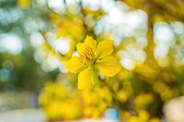 Ochna integerrima, Hoa Mai tree with lucky money. Traditional culture on Tet Holiday in Vietnam. Ochna integerrima is symbol of Vietnamese traditional lunar New Year together with peach flower.
