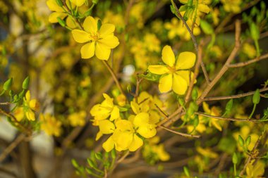 Ochna integerrima, Hoa Mai tree with lucky money. Traditional culture on Tet Holiday in Vietnam. Ochna integerrima is symbol of Vietnamese traditional lunar New Year together with peach flower.