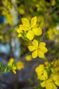 Ochna integerrima, Hoa Mai tree with lucky money. Traditional culture on Tet Holiday in Vietnam. Ochna integerrima is symbol of Vietnamese traditional lunar New Year together with peach flower.