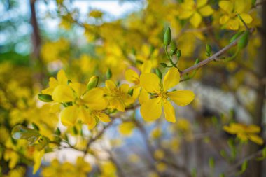 Ochna integerrima, Hoa Mai tree with lucky money. Traditional culture on Tet Holiday in Vietnam. Ochna integerrima is symbol of Vietnamese traditional lunar New Year together with peach flower.