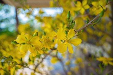 Ochna integerrima, Hoa Mai tree with lucky money. Traditional culture on Tet Holiday in Vietnam. Ochna integerrima is symbol of Vietnamese traditional lunar New Year together with peach flower.