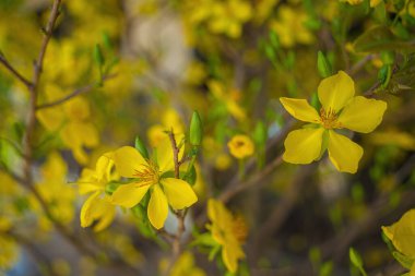 Ochna integerrima, Hoa Mai tree with lucky money. Traditional culture on Tet Holiday in Vietnam. Ochna integerrima is symbol of Vietnamese traditional lunar New Year together with peach flower.