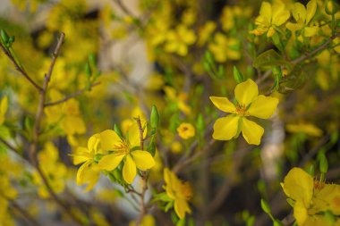 Ochna integerrima, Hoa Mai tree with lucky money. Traditional culture on Tet Holiday in Vietnam. Ochna integerrima is symbol of Vietnamese traditional lunar New Year together with peach flower.