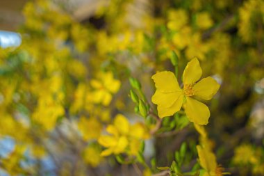 Ochna integerrima, Hoa Mai tree with lucky money. Traditional culture on Tet Holiday in Vietnam. Ochna integerrima is symbol of Vietnamese traditional lunar New Year together with peach flower.