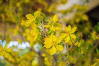 Ochna integerrima, Hoa Mai tree with lucky money. Traditional culture on Tet Holiday in Vietnam. Ochna integerrima is symbol of Vietnamese traditional lunar New Year together with peach flower.