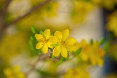 Ochna integerrima, Hoa Mai tree with lucky money. Traditional culture on Tet Holiday in Vietnam. Ochna integerrima is symbol of Vietnamese traditional lunar New Year together with peach flower.