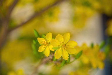 Ochna integerrima, Hoa Mai tree with lucky money. Traditional culture on Tet Holiday in Vietnam. Ochna integerrima is symbol of Vietnamese traditional lunar New Year together with peach flower.