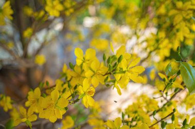 Ochna integerrima, Hoa Mai tree with lucky money. Traditional culture on Tet Holiday in Vietnam. Ochna integerrima is symbol of Vietnamese traditional lunar New Year together with peach flower.