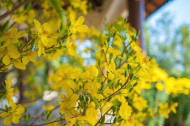 Ochna integerrima, Hoa Mai tree with lucky money. Traditional culture on Tet Holiday in Vietnam. Ochna integerrima is symbol of Vietnamese traditional lunar New Year together with peach flower.