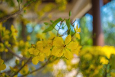 Ochna integerrima, Hoa Mai tree with lucky money. Traditional culture on Tet Holiday in Vietnam. Ochna integerrima is symbol of Vietnamese traditional lunar New Year together with peach flower.