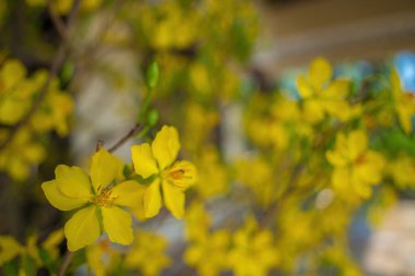 Ochna integerrima, Hoa Mai tree with lucky money. Traditional culture on Tet Holiday in Vietnam. Ochna integerrima is symbol of Vietnamese traditional lunar New Year together with peach flower.