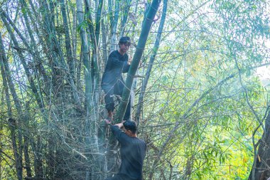 Focus group old man with traditional Vietnamese cut bamboo tree to prepare Neu Tree, The bamboo pole placed in front of house on the last day of the lunar year
