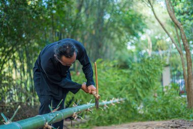 Focus group old man with traditional Vietnamese cut bamboo tree to prepare Neu Tree, The bamboo pole placed in front of house on the last day of the lunar year
