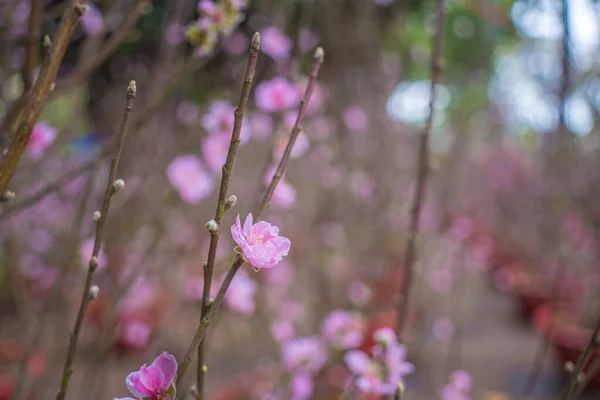 ベトナムの旧正月の前に小さな村でカラフルな花が咲きます 背景がぼやけているベトナム料理の桃の枝や桜の景色 — ストック写真