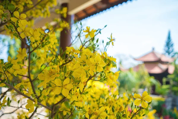 Ochna Integerrima Hoa Mai Tree Lucky Money Traditional Culture Tet — Φωτογραφία Αρχείου