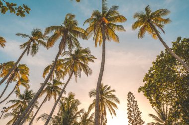 Summer background with coconut trees and sunset warm tone. Beautiful coconut palm tree in sunny day background. Travel tropical summer beach holiday