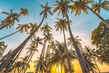 Summer background with coconut trees and sunset warm tone. Beautiful coconut palm tree in sunny day background. Travel tropical summer beach holiday