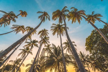 Summer background with coconut trees and sunset warm tone. Beautiful coconut palm tree in sunny day background. Travel tropical summer beach holiday