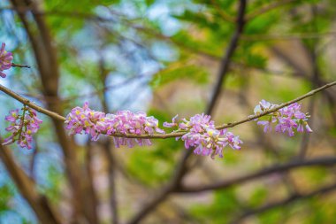 Gliricidia maculata a genus of flowering plants in the legume family on blue sky background. Beautiful Gliricidia maculata flowers also call by name Do Anh Dao flower or Do Mai flower