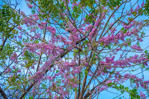グリリシア マクラタ Gliridicia Maculata 青い空を背景にしたマメ科の開花植物の属 美しいグリリシア マクラタの花も名前で呼ばれますDo Anh Dao花またはDo Mai花 — ストック写真