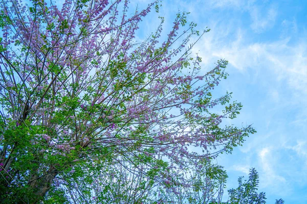 グリリシア マクラタ Gliridicia Maculata 青い空を背景にしたマメ科の開花植物の属 美しいグリリシア マクラタの花も名前で呼ばれますDo Anh Dao花またはDo Mai花 — ストック写真