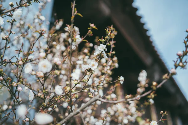 Plum Blossoms in Spring Fansipan mountain.White cherry plum blossoms with selective focus on the foreground flowers on a soft airy background, macro