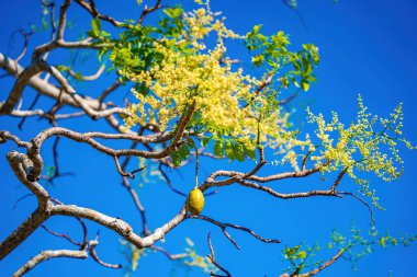 Ambarella meyve ağacının çiçeği açık mavi gökyüzüne karşı. Spondias dulcis veya ambarella, Vietnam 'da meyve bitkileri de dahil olmak üzere Cay Coc adıyla bilinir..