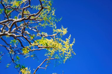 Ambarella meyve ağacının çiçeği açık mavi gökyüzüne karşı. Spondias dulcis veya ambarella, Vietnam 'da meyve bitkileri de dahil olmak üzere Cay Coc adıyla bilinir..