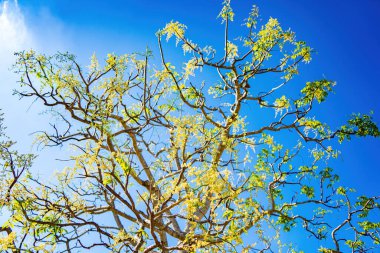 Ambarella meyve ağacının çiçeği açık mavi gökyüzüne karşı. Spondias dulcis veya ambarella, Vietnam 'da meyve bitkileri de dahil olmak üzere Cay Coc adıyla bilinir..
