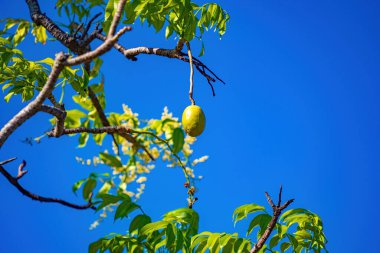 Ambarella meyve ağacının çiçeği açık mavi gökyüzüne karşı. Spondias dulcis veya ambarella, Vietnam 'da meyve bitkileri de dahil olmak üzere Cay Coc adıyla bilinir..